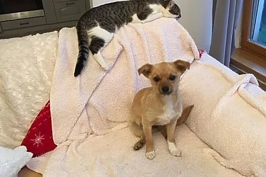 Figa - 7 miesięczna suczka do adopcji,  mazowiecki