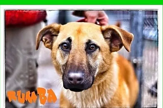 RUMBA-biszkoptowa,młoda 10 mies, energiczna suczka
