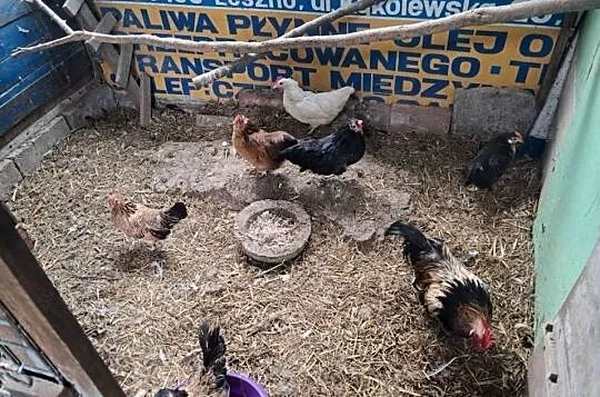 Kurki i kogutki cwergi, Wielkopolskie, Kościan