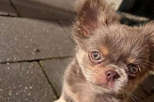 Szczenięta chihuahua na sprzedaż, Dolnośląskie, Wrocław