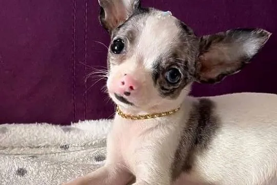 Szczenięta chihuahua na sprzedaż, Dolnośląskie, Wrocław