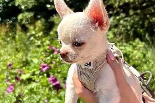 Szczenięta chihuahua na sprzedaż, Dolnośląskie, Wrocław