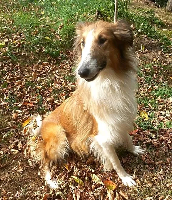 Owczarek Szkocki Collie suczka, Małopolskie, Nowy Sącz