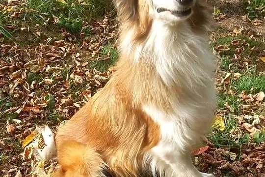 Owczarek Szkocki Collie suczka, Małopolskie, Nowy Sącz