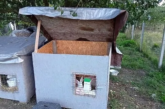 Króliki belgijski biały olbrzym, Łódzkie, Kolonia Grabostów