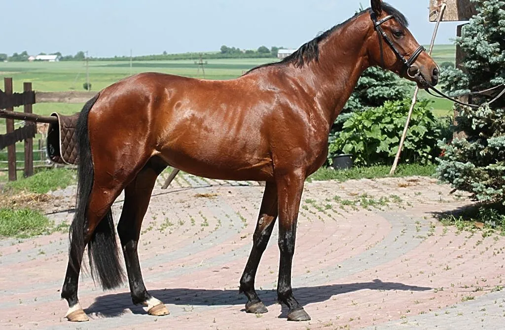 Ekwador, , Wysokie