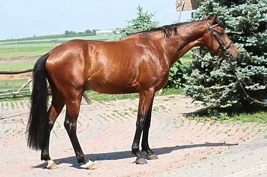 Ekwador, , Wysokie