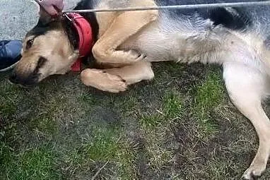 Najcudowniejsza sunia na ziemi - może być Twoja!, 