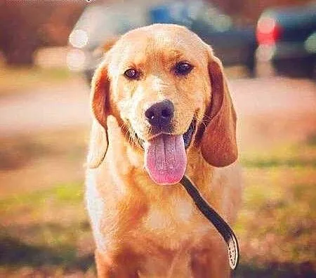 BALU - piękny, biszkoptowy labrador mix do adopcji
