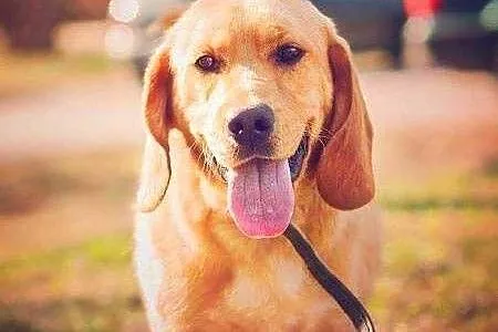 BALU - piękny, biszkoptowy labrador mix do adopcji