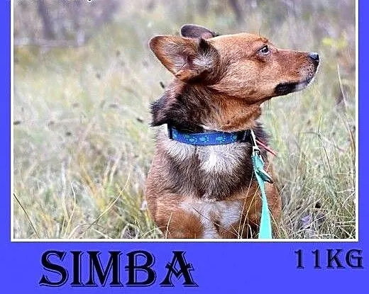 11kg,łagodny,wesoły,towarzyski piesek SIMBA,krótki