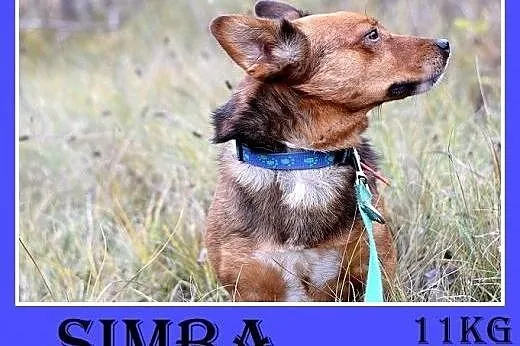 11kg,łagodny,wesoły,towarzyski piesek SIMBA,krótki