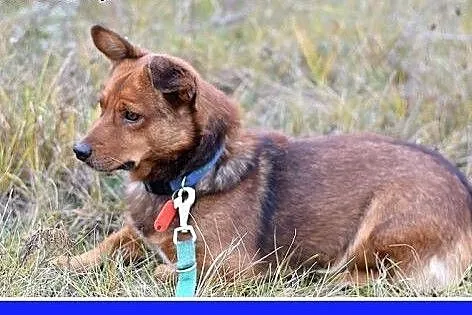 11kg,łagodny,wesoły,towarzyski piesek SIMBA,krótki