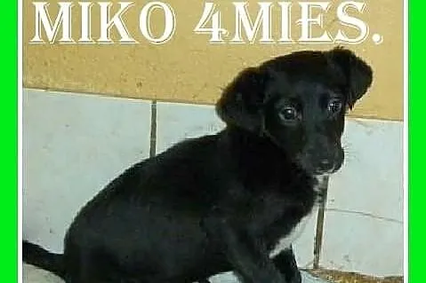 MIKUŚ-szczeniaczek 4 mies. płacze w schronisku.PILNY DOM