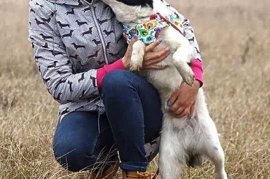 Młodziutka Layla, biało-czarna piękność szuka domu
