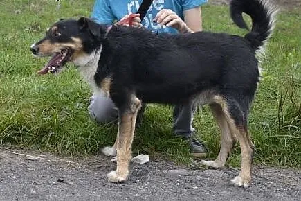 Figiel - rozbrykany, energiczny i śliczny wesołek 