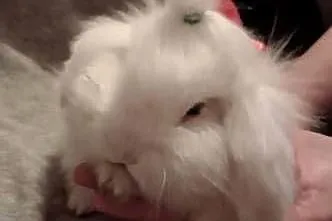 Króliczek Mini lop 2 miesiące