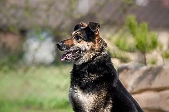 Leo - przyjaciel na 4 pory roku 365 dni w roku:)