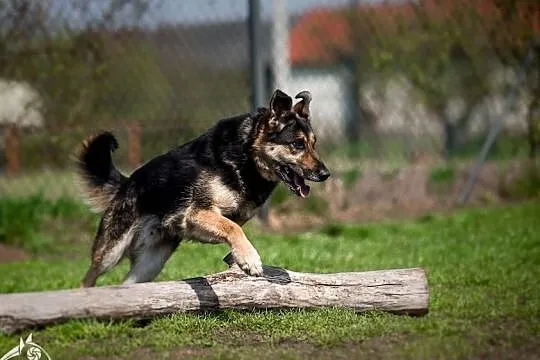 Leo - przyjaciel na 4 pory roku 365 dni w roku:), Mazowieckie, Warszawa