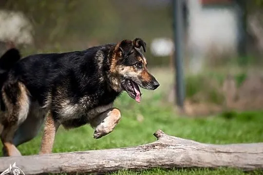 Leo - przyjaciel na 4 pory roku 365 dni w roku:), Mazowieckie, Warszawa