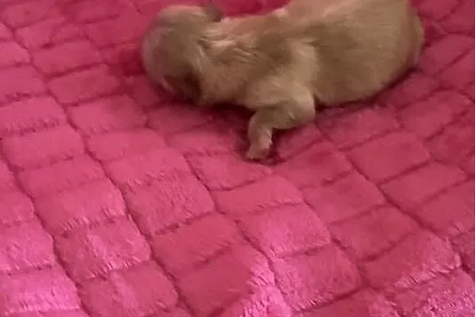 Szpic miniaturowy pomeranian dziewczynka