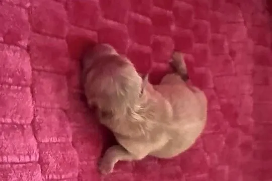 Szpic miniaturowy pomeranian dziewczynka, Śląskie, Poniszowice