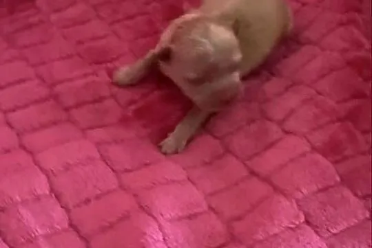 Szpic miniaturowy pomeranian dziewczynka, Śląskie, Poniszowice