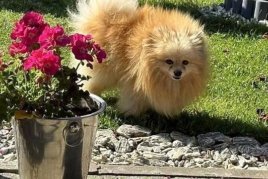 Szpic miniaturowy pomeranian dziewczynka, Śląskie, Poniszowice