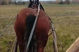 Sprzedam konia, Lubelskie, Ostrów Lubelski