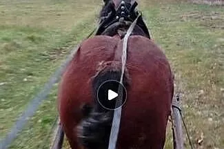 Sprzedam konia, Lubelskie, Ostrów Lubelski
