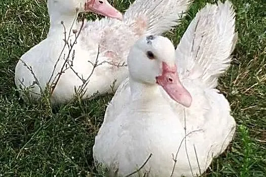 Ekologiczne Kaczki Francuskie 50 zł sztuka