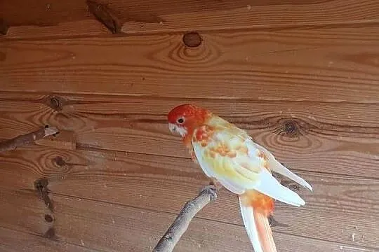 Woliera z papugami okazja bdb, Mazowieckie, Zgórze