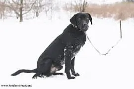 Czarny pies - kocha dzieci, wesoły i przyjacielski, Wojtyszki