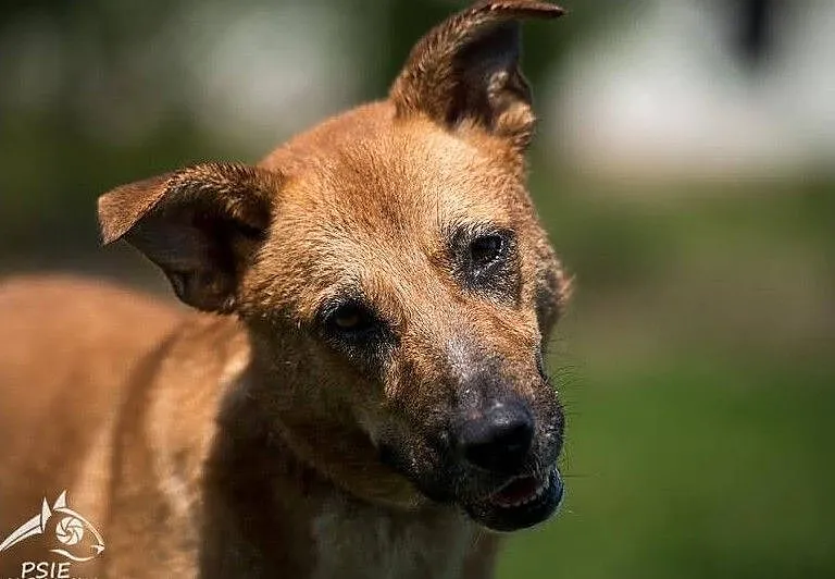Złotą Lorkę adoptujesz wierną przyjaciółkę do końca życia zyskujesz, Małopolskie, Kraków
