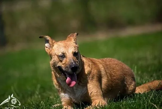Złotą Lorkę adoptujesz wierną przyjaciółkę do końca życia zyskujesz, Małopolskie, Kraków