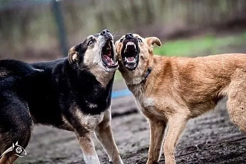 Jeśli świetną psinę chcesz, LORI do adopcji jest!,