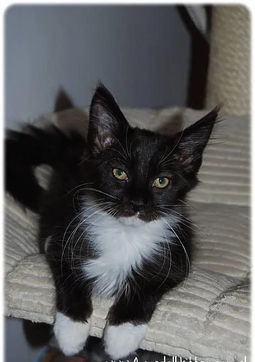 Maine Coon - rodowodowe kociaczki !