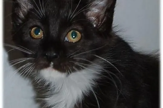 Maine Coon - rodowodowe kociaczki !