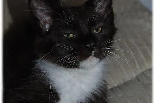 Maine Coon - rodowodowe kociaczki !