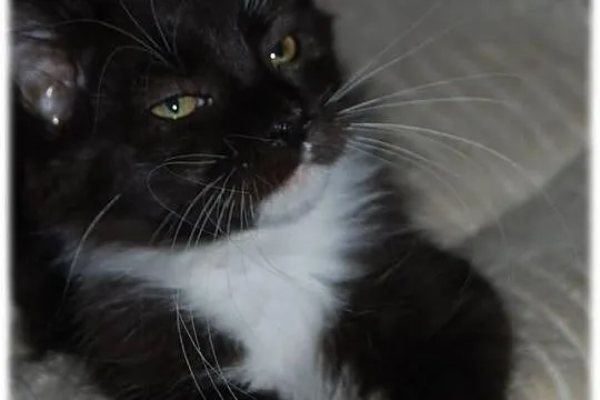 Maine Coon - rodowodowe kociaczki !