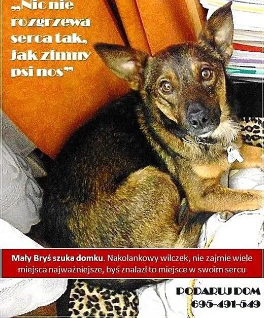 Mały Bryś szuka domu. Wyrzucony jak śmieć z auta.,