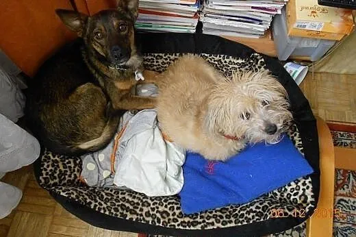 Mały Bryś szuka domu. Wyrzucony jak śmieć z auta.,