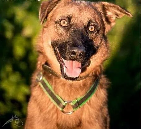 Bursztynowooki rudzielec ! Dziurek do adopcji !!,