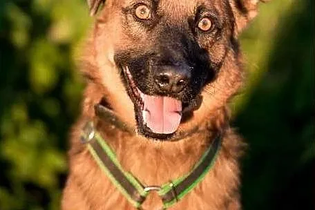 Bursztynowooki rudzielec ! Dziurek do adopcji !!, 