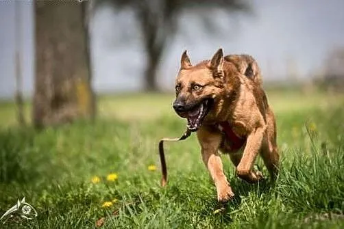 Bursztynowooki rudzielec ! Dziurek do adopcji !!, 