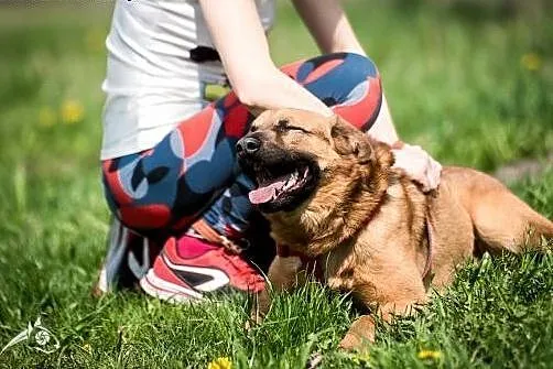 Bursztynowooki rudzielec ! Dziurek do adopcji !!, 
