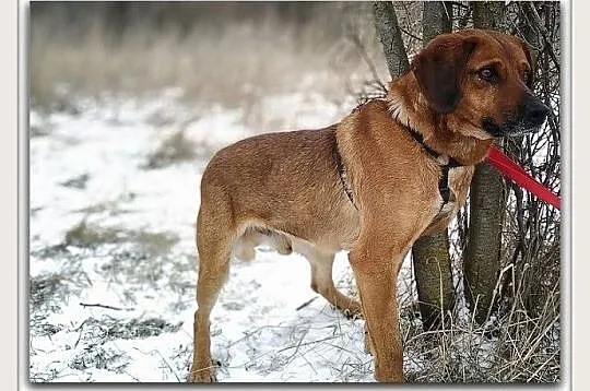 Średni,lekko nieśmiały,kontaktowy,przyjazny,zaszczepiony piesek LUTEK.Adopcja.