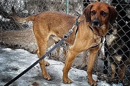 Średni,lekko nieśmiały,kontaktowy,przyjazny,zaszczepiony piesek LUTEK.Adopcja., Małopolskie, Kraków