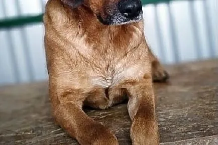 Średni,lekko nieśmiały,kontaktowy,przyjazny,zaszczepiony piesek LUTEK.Adopcja., Małopolskie, Kraków