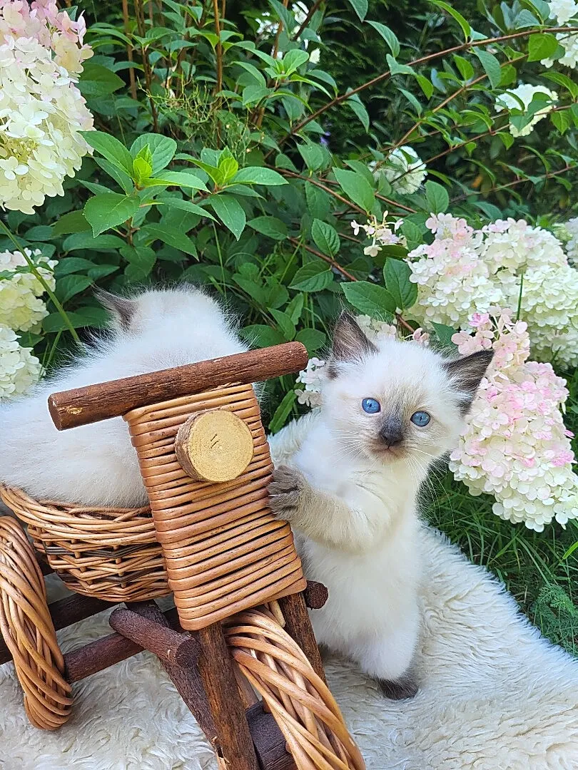 Ragdoll Ragdolle Ragdollowo, Łódzkie, Piorunówek